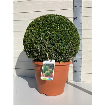 Buxus