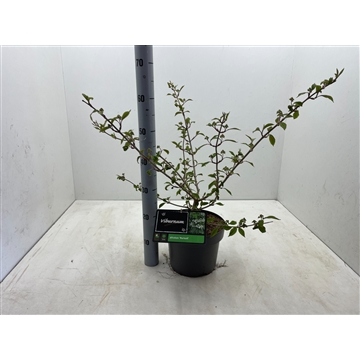 Viburnum plicatum &#39;Mariesii&#39; C5