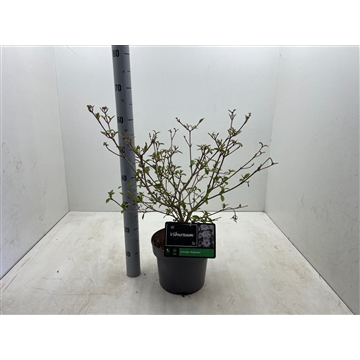Viburnum plicatum &#39;Watanabe&#39; C5