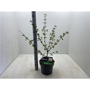 Viburnum plicatum &#39;Popcorn&#39; C5