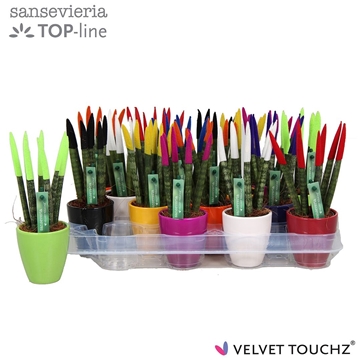 Sansevieria VELVET TOUCHZ&#174; Mix in keramiek Osaka