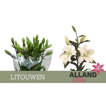 LI LA LITOUWEN