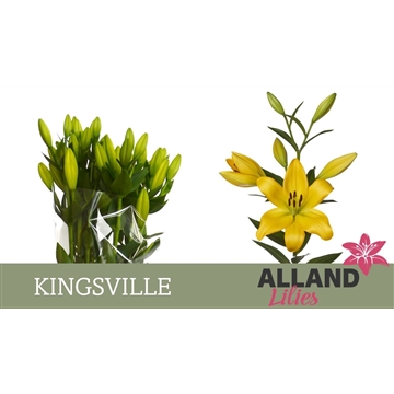 LI LA KINGSVILLE