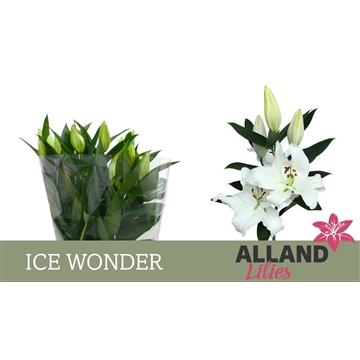 LI OT ICE WONDER