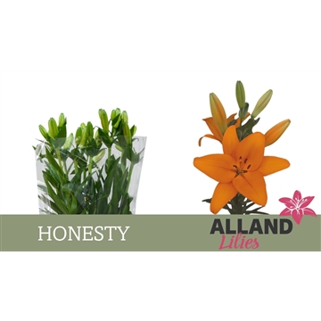 LI LA HONESTY