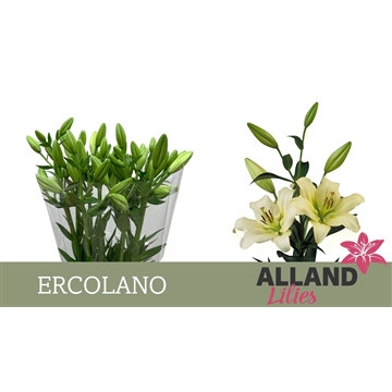 LI LA ERCOLANO