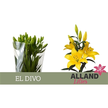 LI LA EL DIVO