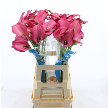 Calla Zazu