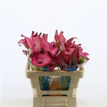 Calla Zazu | Dubbelbloemig