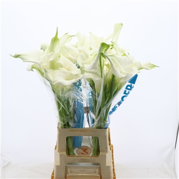 Calla White Mambo | Dubbelbloemig
