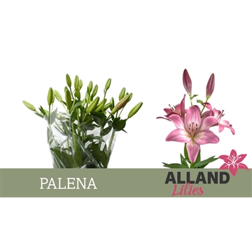 LI LA PALENA