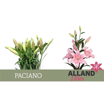 LI LA PACIANO