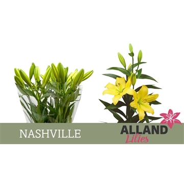 LI LA NASHVILLE