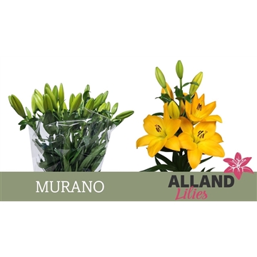 LI LA MURANO