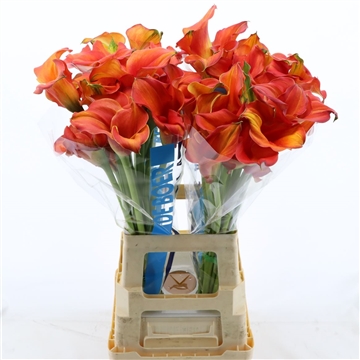 Calla Odeon | Dubbelbloemig