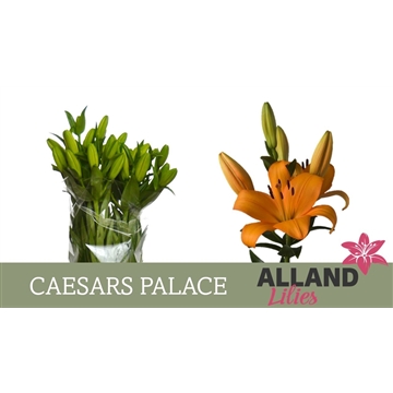 LI LA CAESARS PALACE