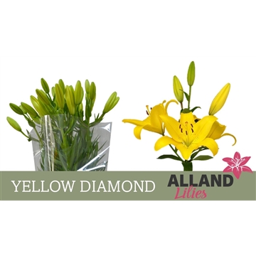 LI LA YELLOW DIAMOND