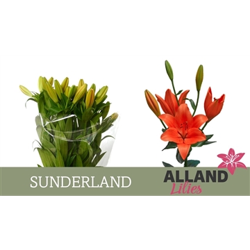 LI LA SUNDERLAND