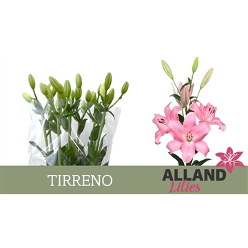 LI LA TIRRENO