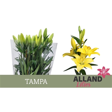 LI LA TAMPA