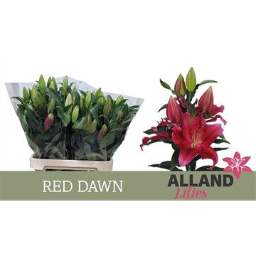 LI OT RED DAWN