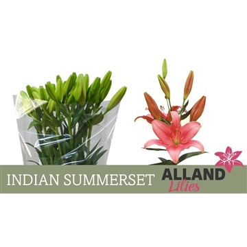 LI LA INDIAN SUMMERSET