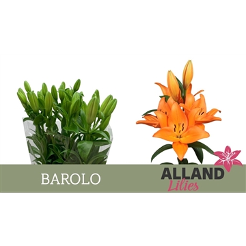 LI LA BAROLO