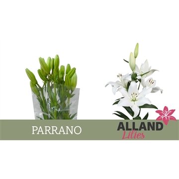 LI LA PARRANO
