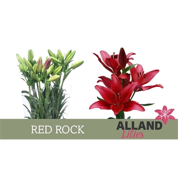 LI LA RED ROCK
