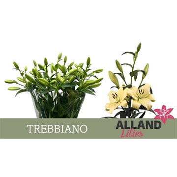 LI LA TREBBIANO