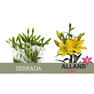 LI LA SERRADA