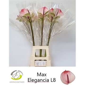 ANTH A MAX ELEGAN 20 XXL