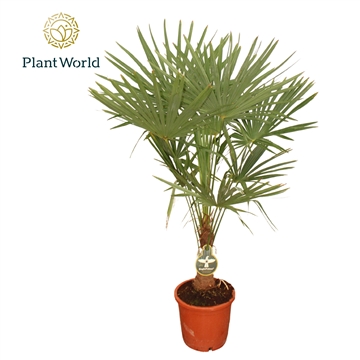 Trachycarpus Fortuneii / Eagle palm P30 170cm