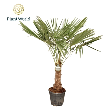 Trachycarpus fortuneii / Eagle palm P38 180- 190cm