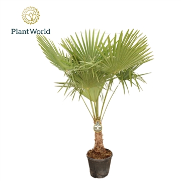 Trachycarpus fortuneii / Eagle palm P40 190cm