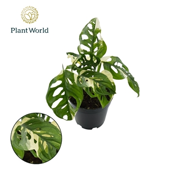 Monstera obiqua monkey &#39;Japanese Tricolour&#39;