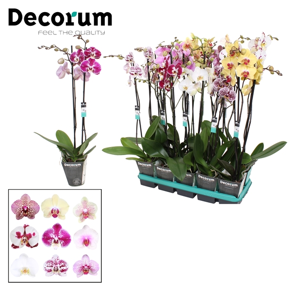 Decorum орхидеи каталог с фотографиями и названиями