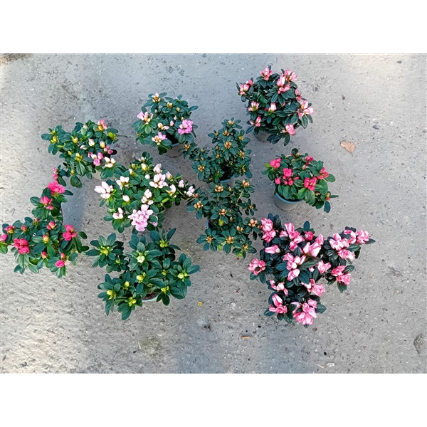 011 : Azalea P10.5 Late Soorten Mix