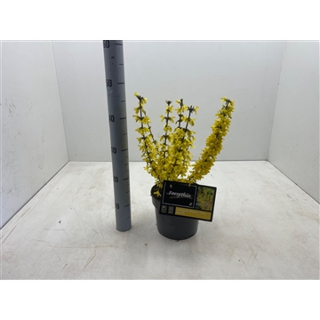 Forsythia intermedia &#39;Mikador&#39; C3