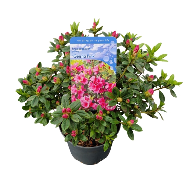 Rhododendron (AJ) 'Geisha Pink' (RHGPINKC2,5) - FloraXchange