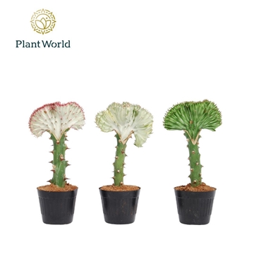 Euphorbia lactea &#39;Cristata&#39; Mix 10,5cm