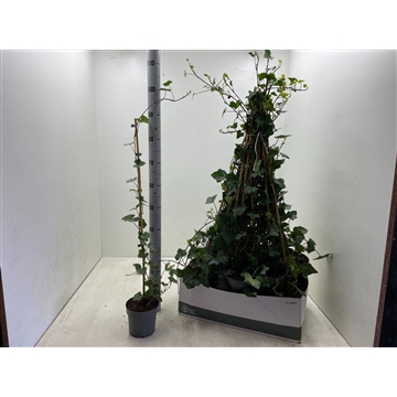 Hedera Hibernica