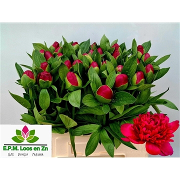 その他 soor ploom Dahlia smock Lichen Soor ploom Dahlia smock Lichen