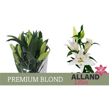 LI OT PREMIUM BLOND
