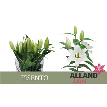 LI OT TISENTO
