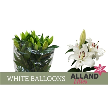 LI OT WHITE BALOONS