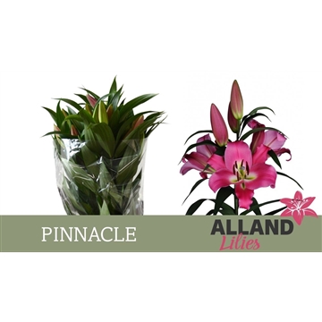 LI OT PINNACLE
