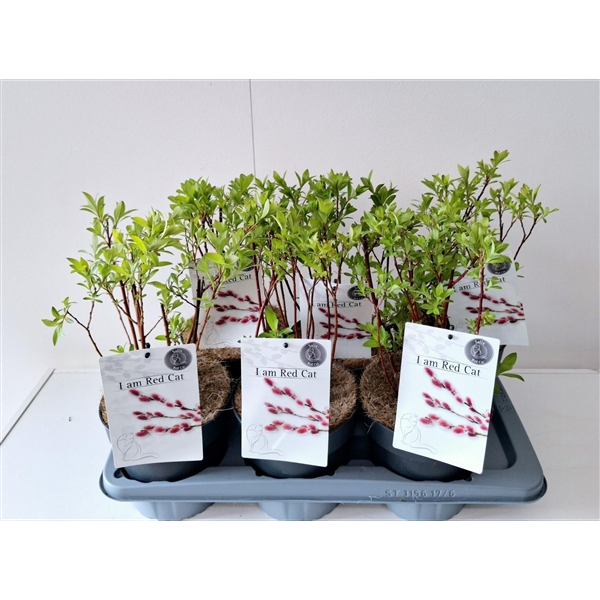 Salix Mount Aso bush p17 (ASOBUSH) - FloraXchange