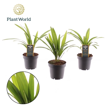 Trachycarpus fortuneii / Eagle palm P12