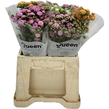 Kalanchoe Gemengd 3 stelen mono